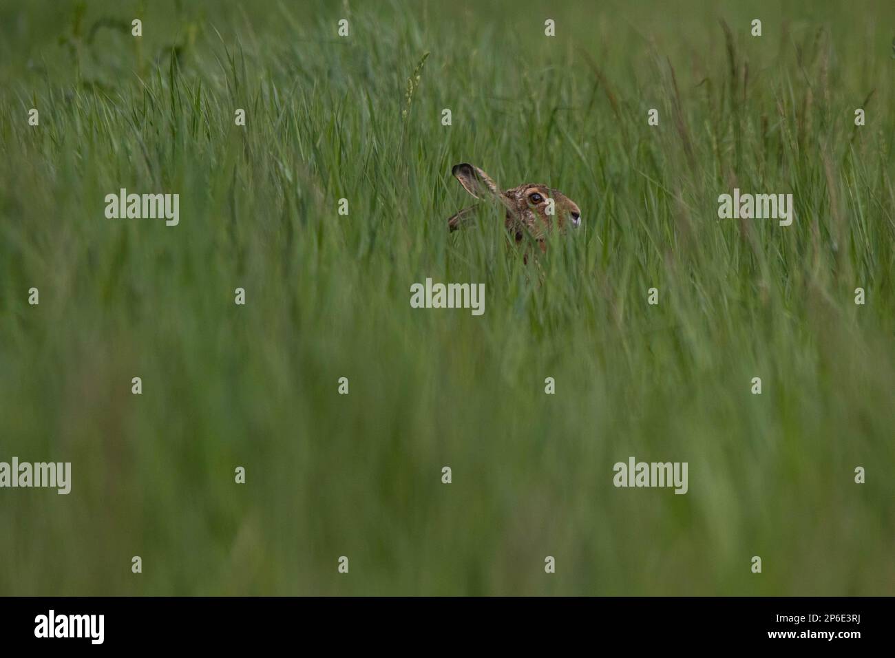 Small brown rabbit in field, green grass hiding it from view Stock ...