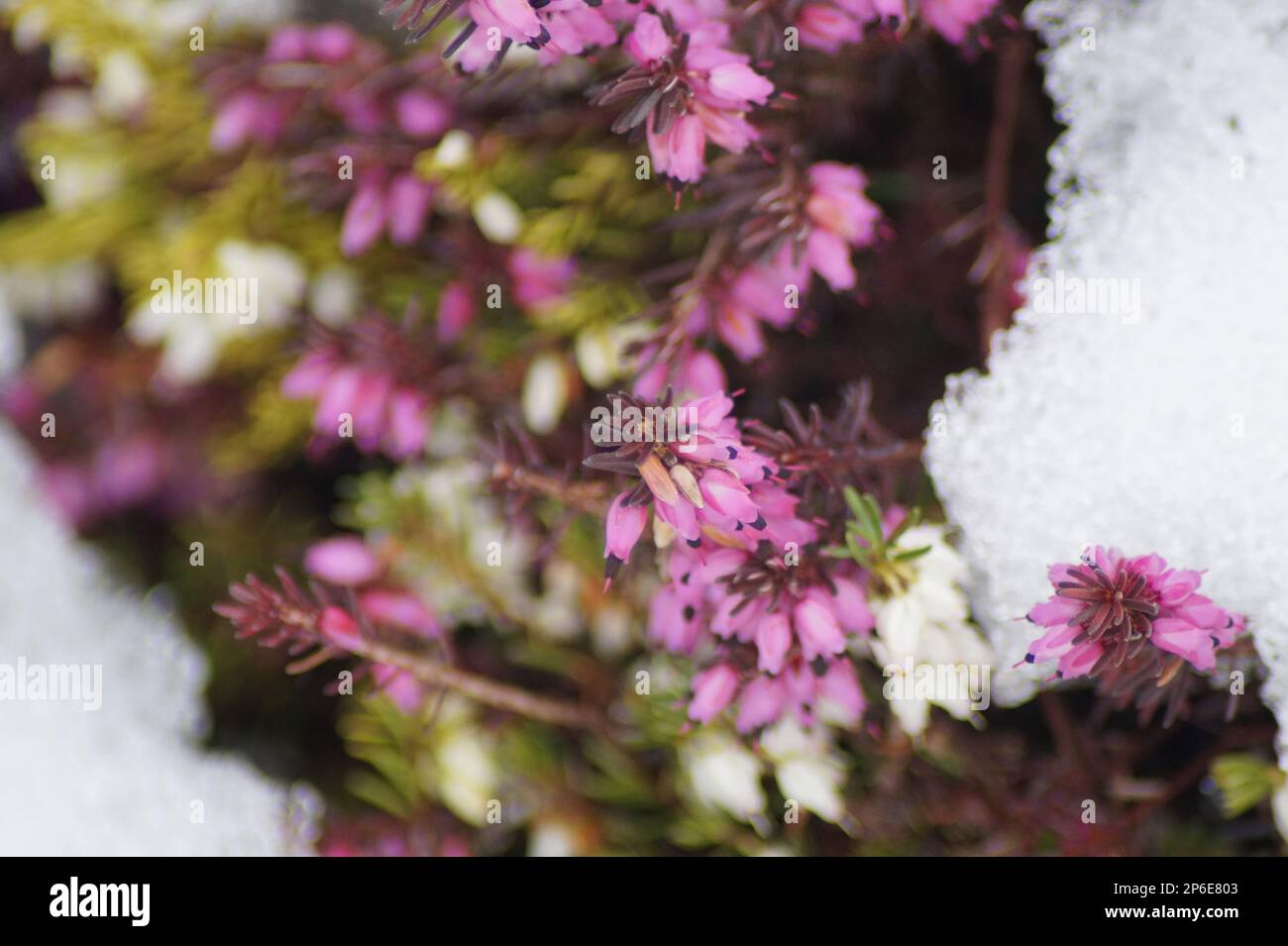 red-flowered heather, erica, in the snow Stock Photo