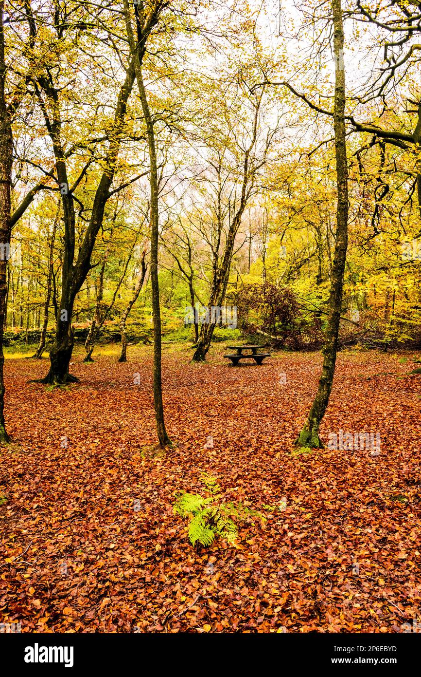 Autumn leaves on misty forest floor hi-res stock photography and images ...