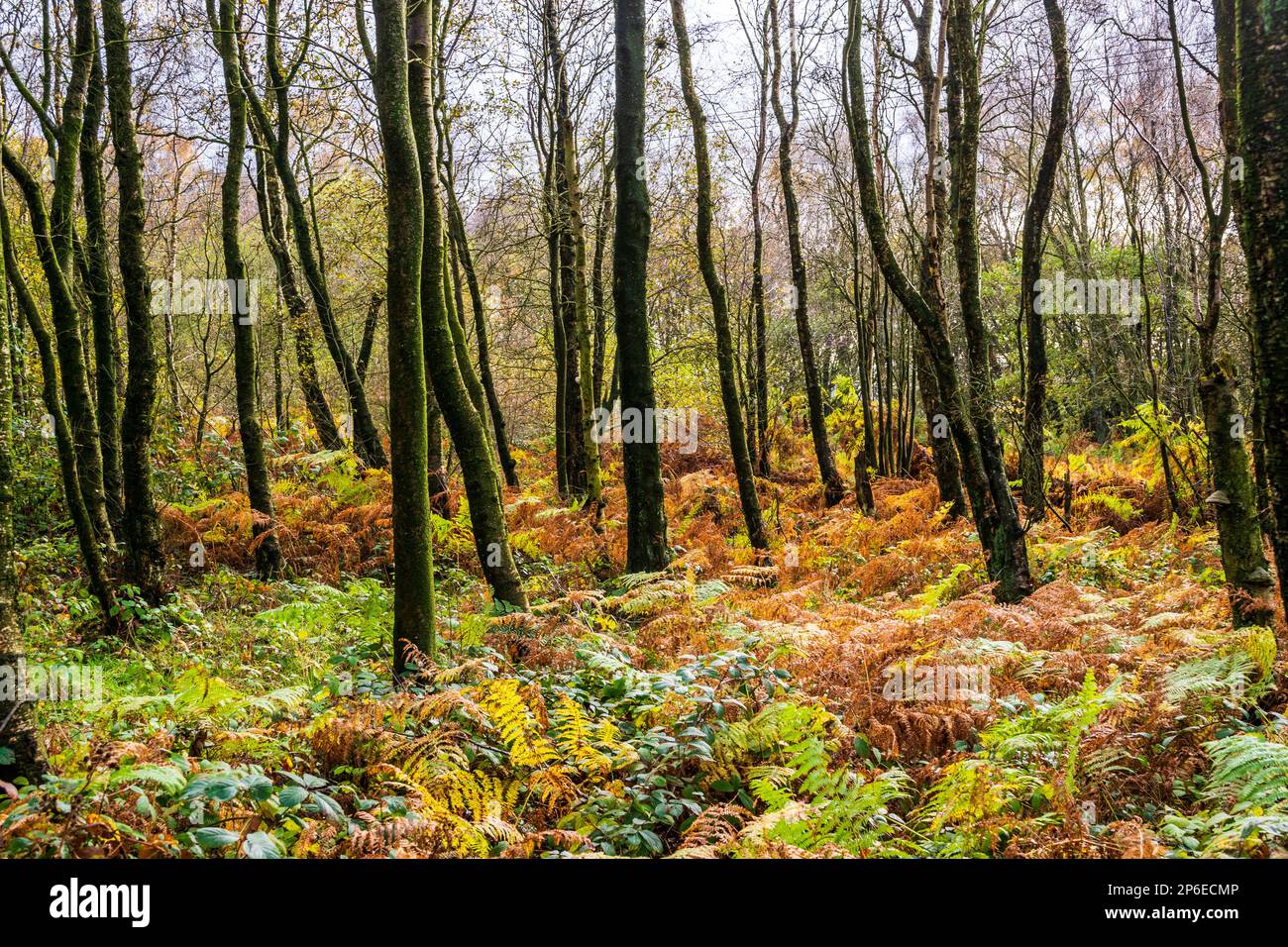 Autumn leaves on misty forest floor hi-res stock photography and images ...