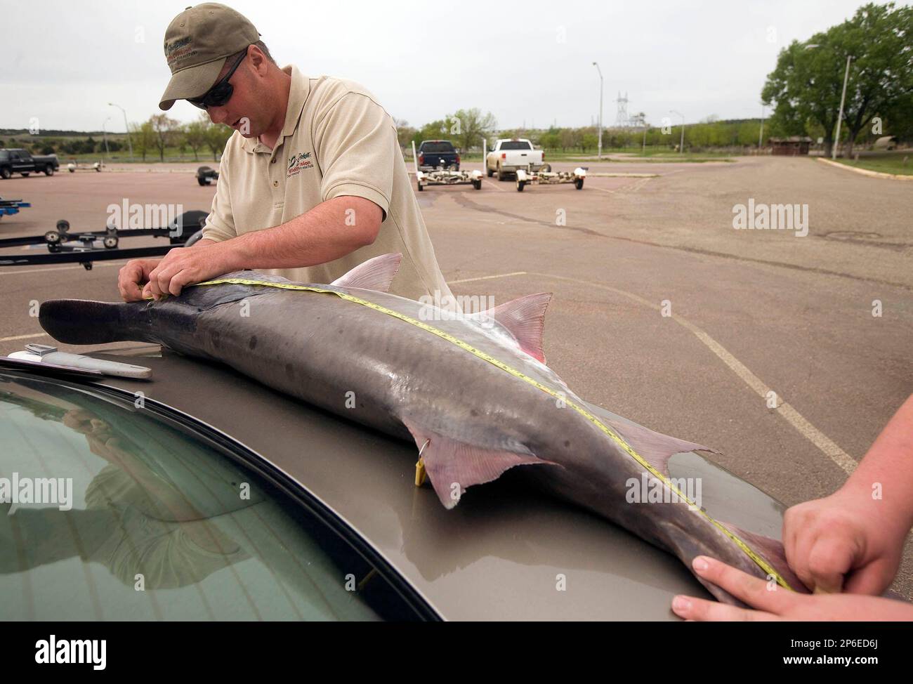 ADVANCE FOR SUNDAY MAY 13 - In this May 1, 2012 photo, South Dakota Game,  Fish and Parks fisheries biologist Jason Sorensen measures a paddlefish  caught by Jim Cadwell of Chamberlain at