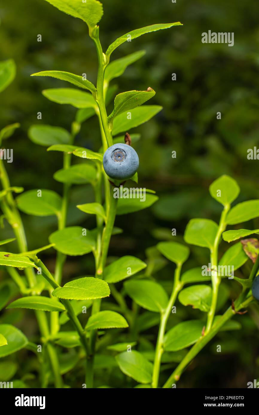 Lonely ripe blueberry in the woods ready to be picked and eaten Stock ...
