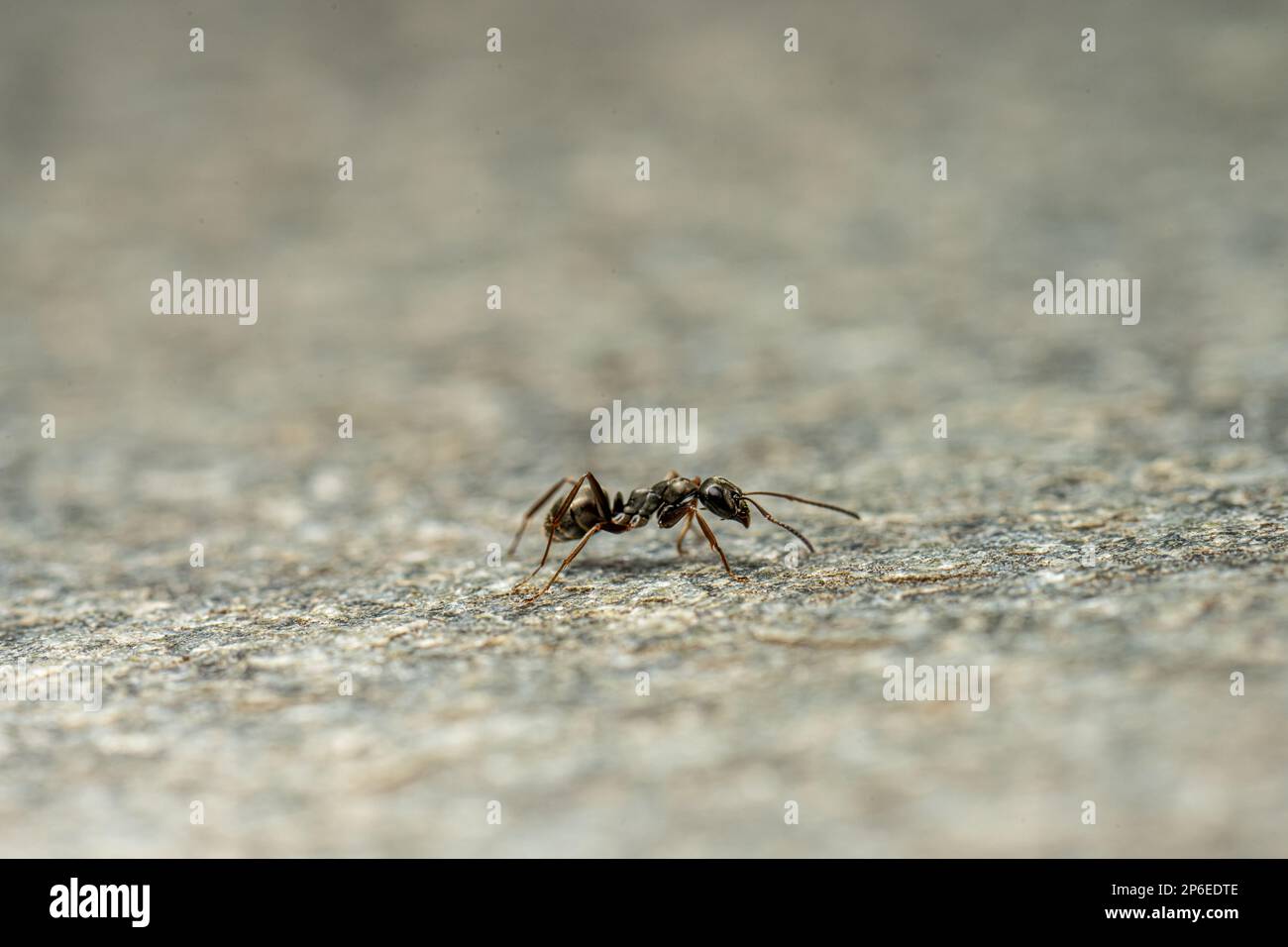 Tiny black ant strolling across a stone platter Stock Photo