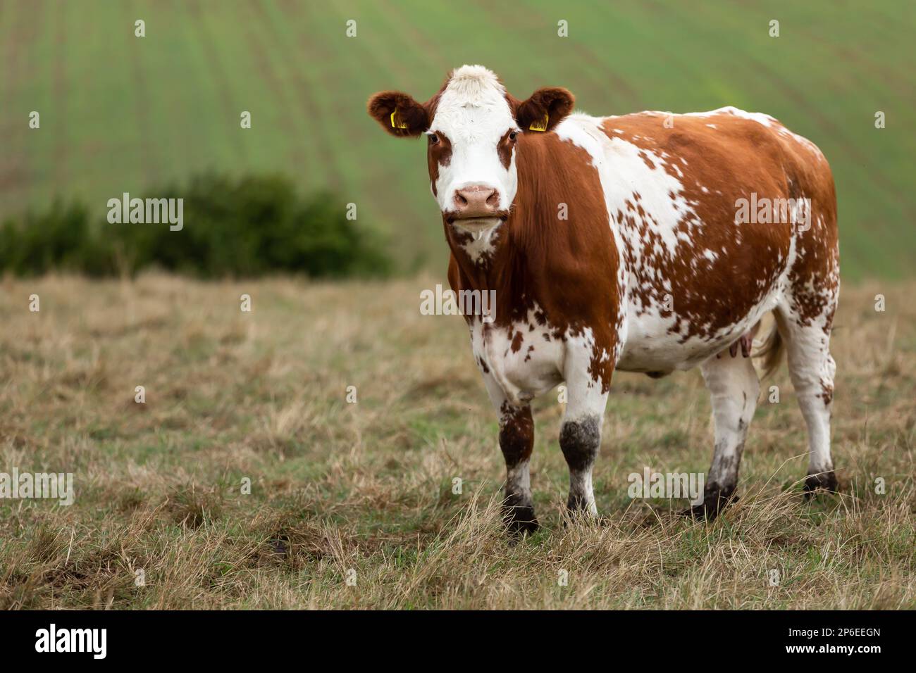 Close up of a red and white Ayrshire dairy cow, facing camera with head raised in summer pasture. Blurred background, North Yorkshire, UK. Horizontal. Stock Photo