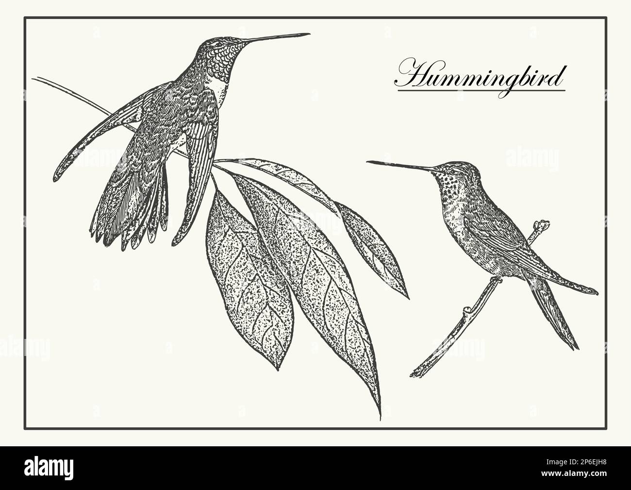 Pair of hummingbirds monochrome poster illustration. Colibri in