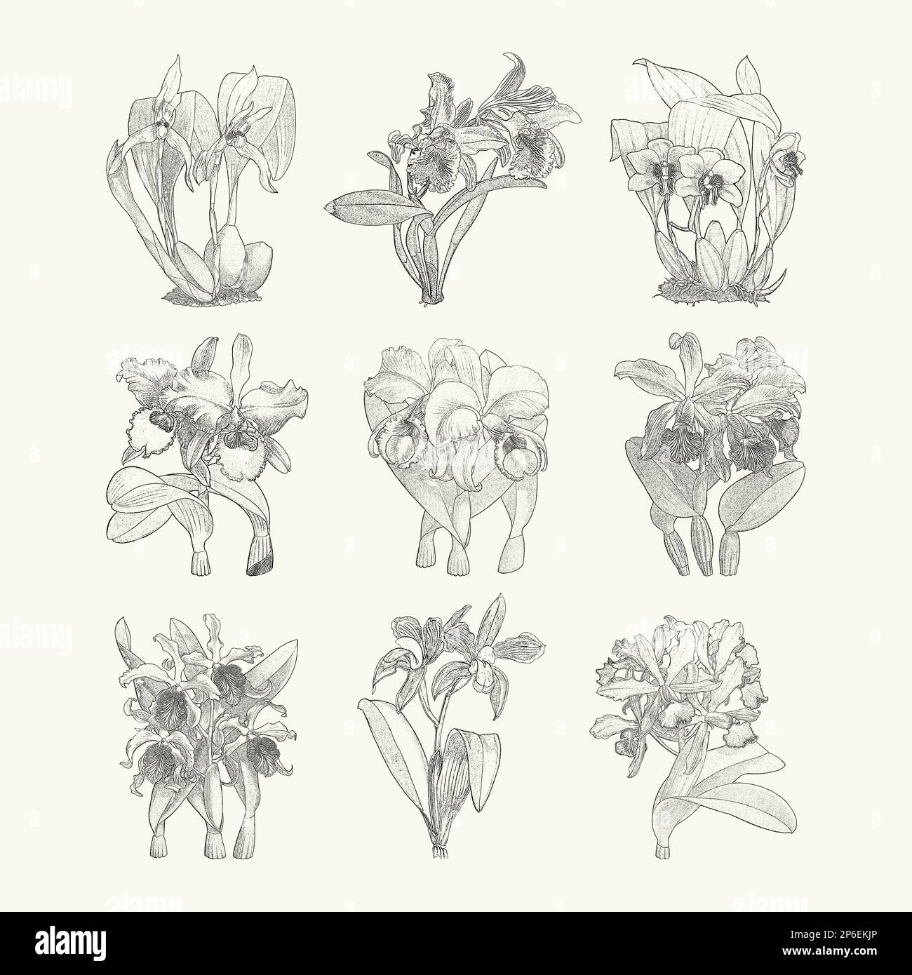 Exotic tropical cattleya orchid flowers line art set. Botanical drawing in engraving style. Isolated on beige background. Stock Vector