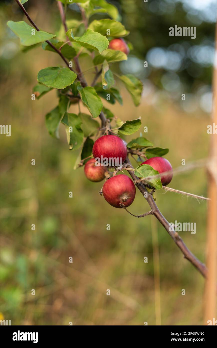 Red ripe apples hanging from a tree bransch Stock Photo - Alamy