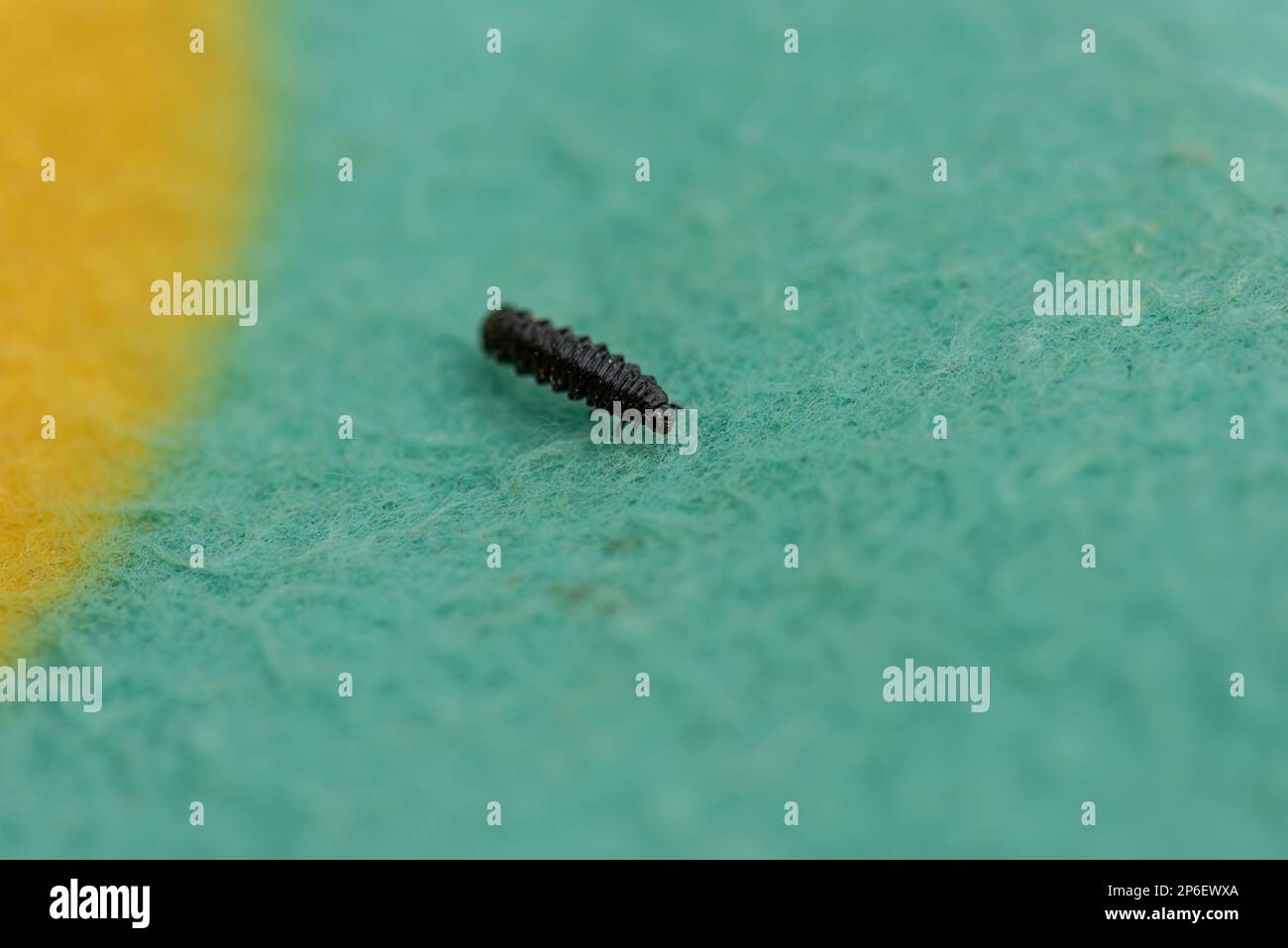 Small black larvae crawling along a blue and yellow carpet. Stock Photo