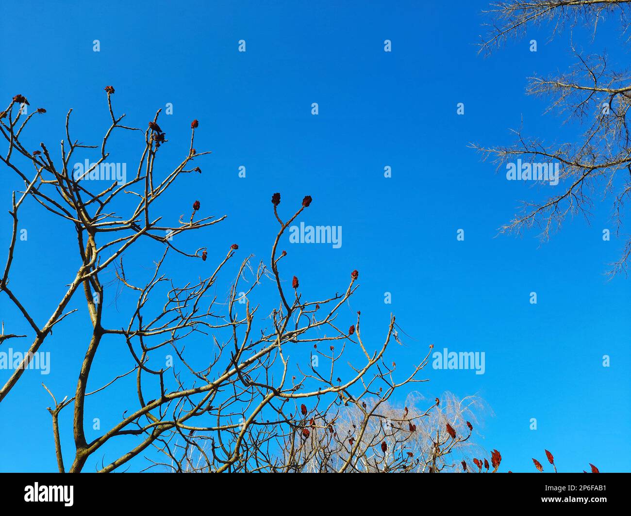 Sumac deerhorned in early spring in the city park. Large crown of Rhus