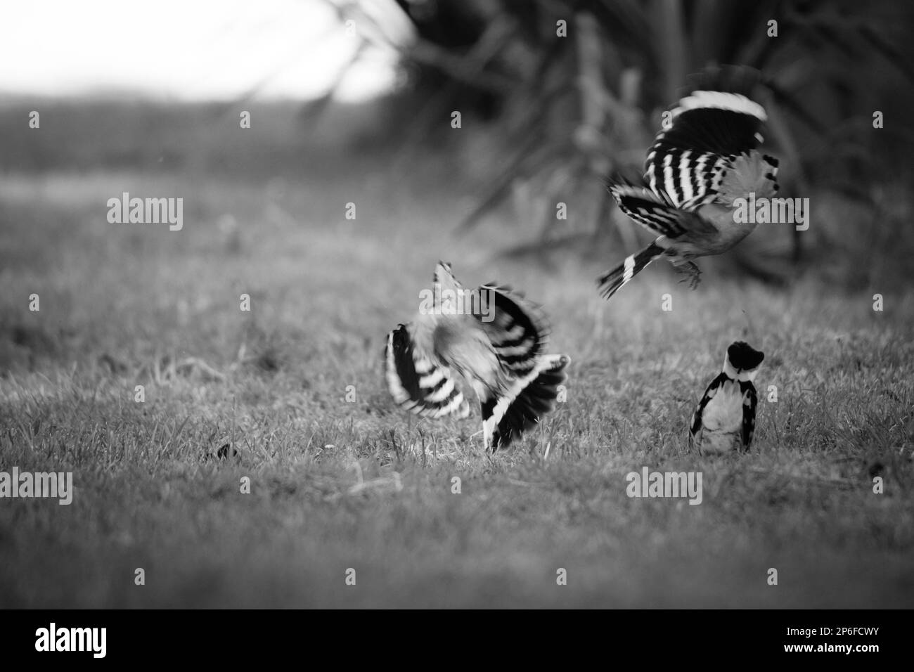 Mammals and Birds of Italy living in freedom Stock Photo