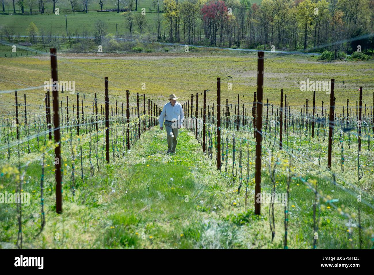 Voytek Fizyta walks through his vineyard at the Catoctin Breeze