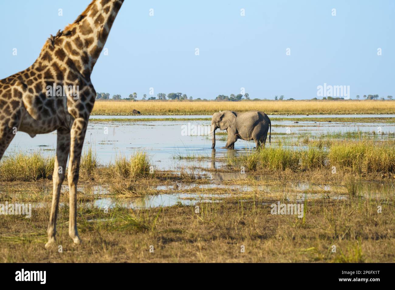 Elephant, Loxodonta africana, goes into water of the Cobe River. A giraffe stands on the left side in the image. Chobe National Park, Botswana, Africa Stock Photo