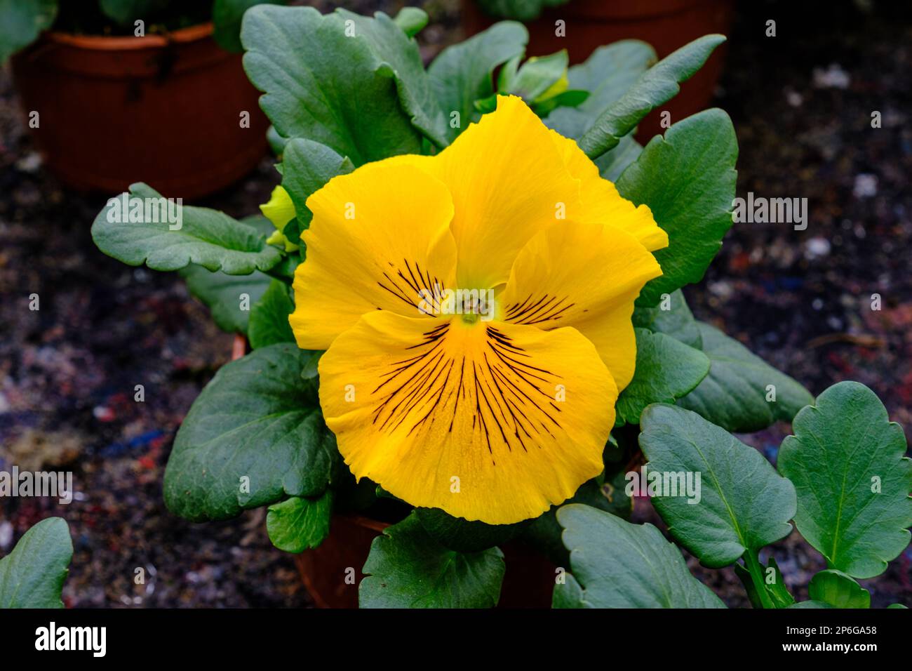 Spring flowers have grown in the greenhouses. Biological, ecological