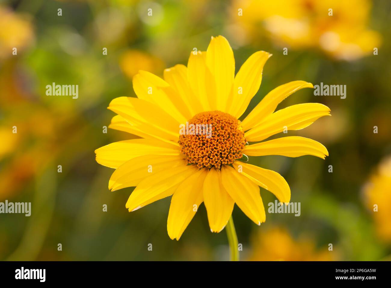 Heliopsis helianthoides, false sunflower, in bloom. A beautiful yellow flower on a yellow blurry background. Floral summer yellow background Stock Photo