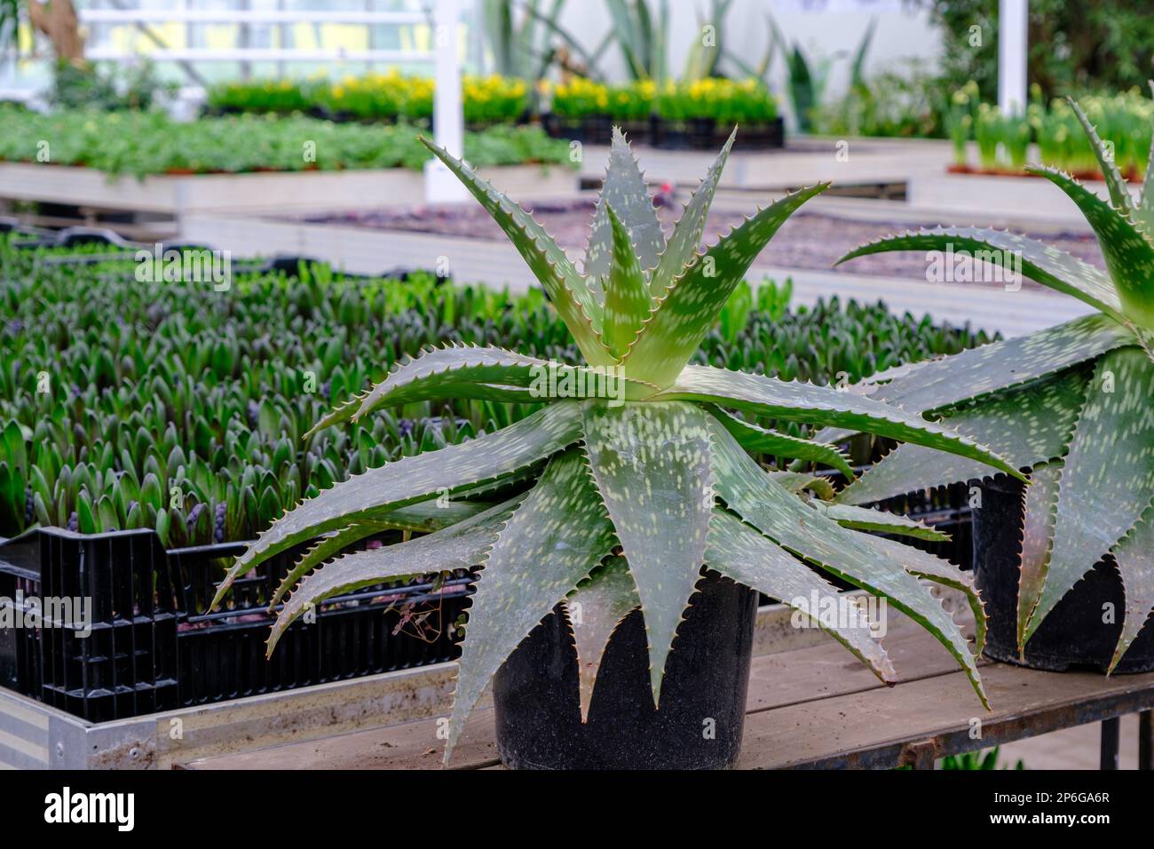 Large Aloe A large aloe in a flower pot. An exotic plant grown in a greenhouse ...