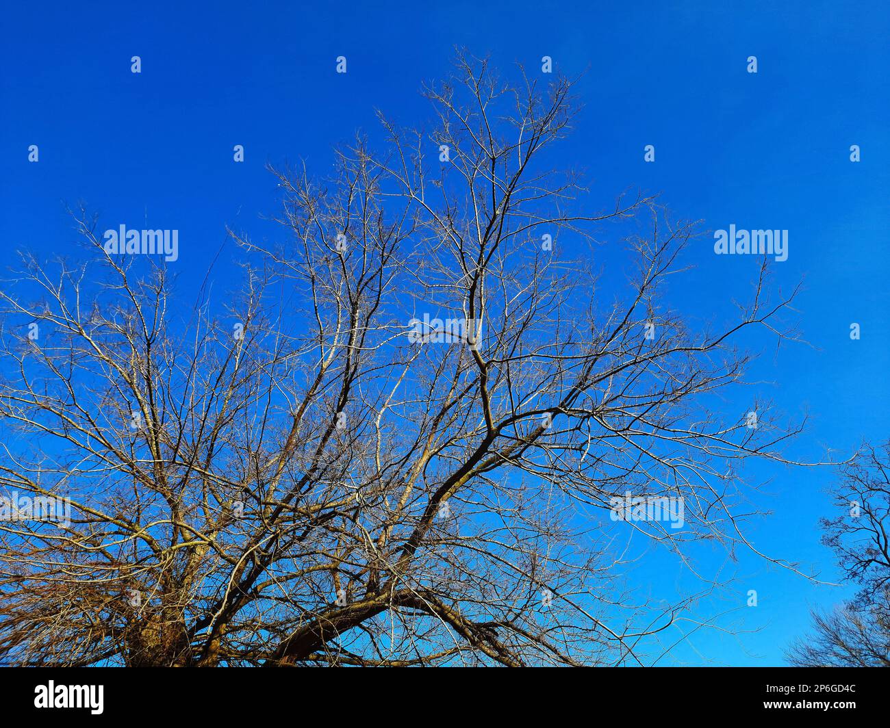 Iron tree in early spring against the blue sky. An old Celtis L tree with a large crown and a large trunk. Stock Photo