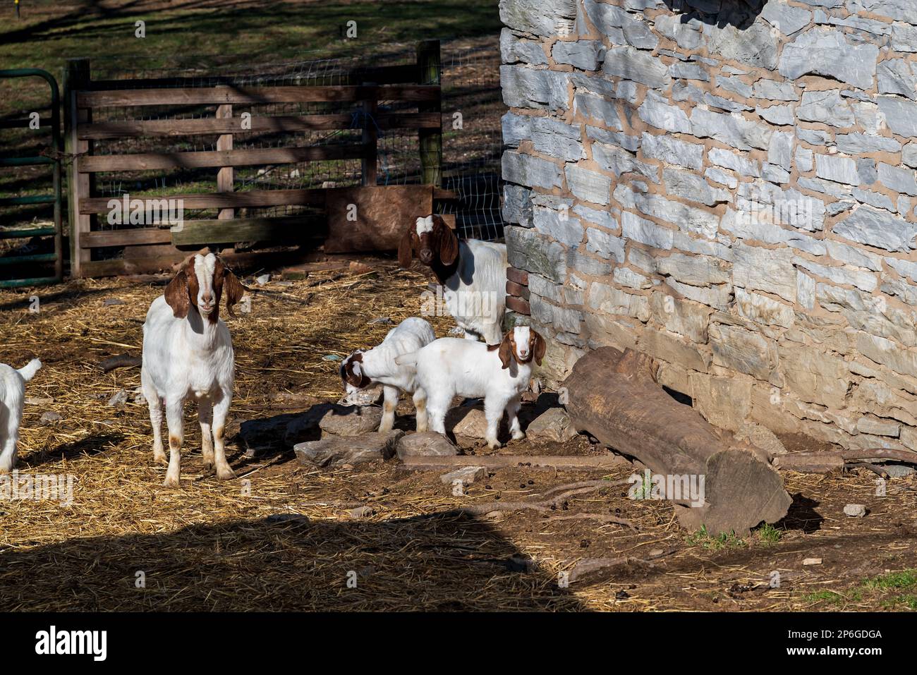 Boer goats with babies in a barnyard. This breed of goat was developed in South Africa in the 1900s for meat production. Stock Photo