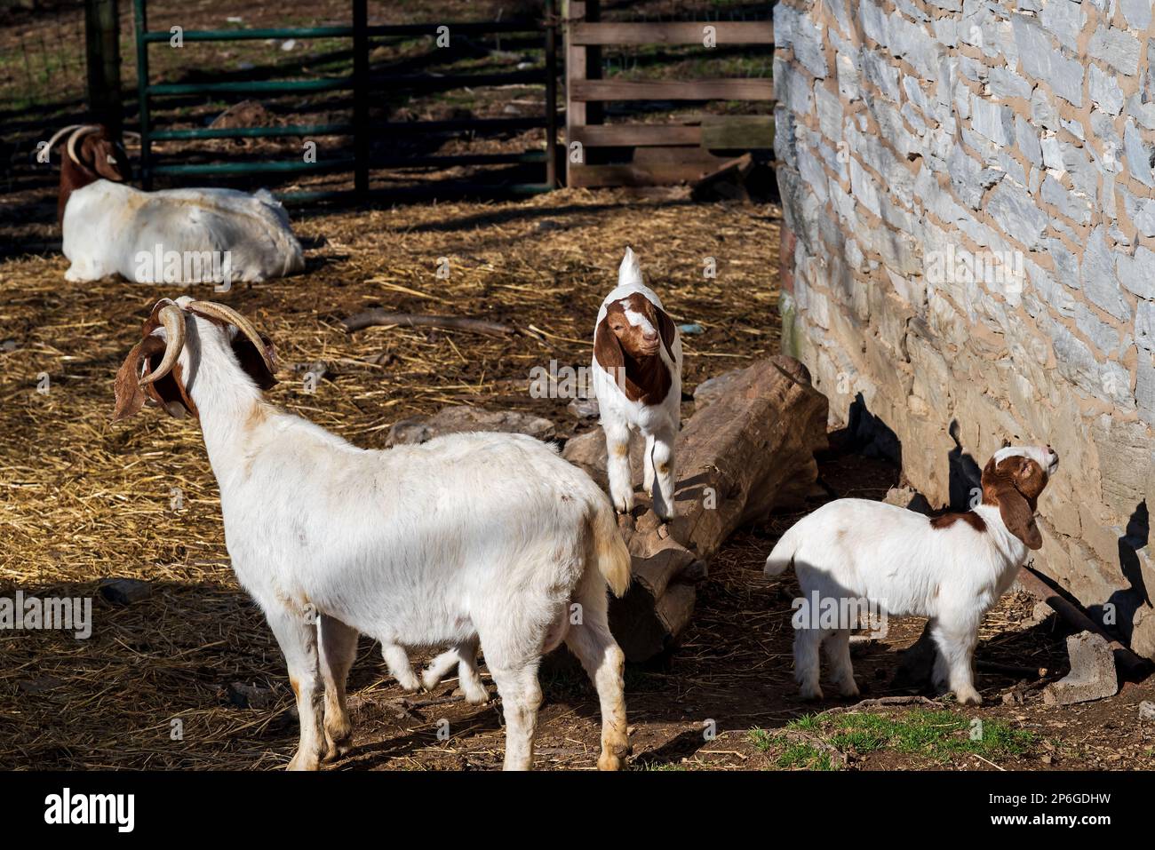 Boer goats with babies in a barnyard. This breed of goat was developed in South Africa in the 1900s for meat production. Stock Photo