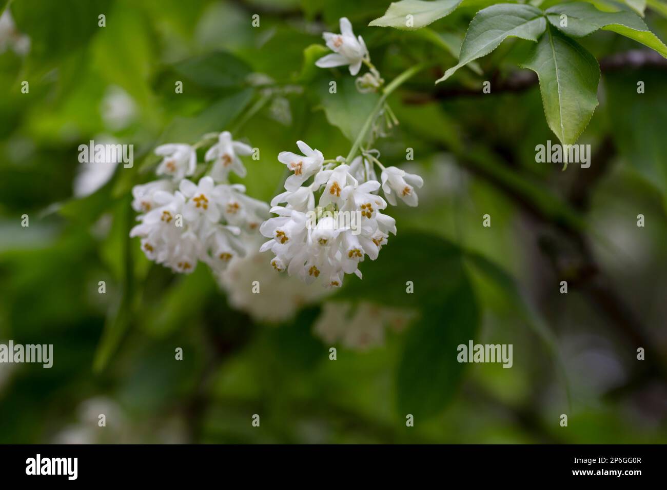 A closeup shot of bell-shaped, fragrant buds and flowers of the Staphylea Pinnata amid green leaves spring flower background Stock Photo