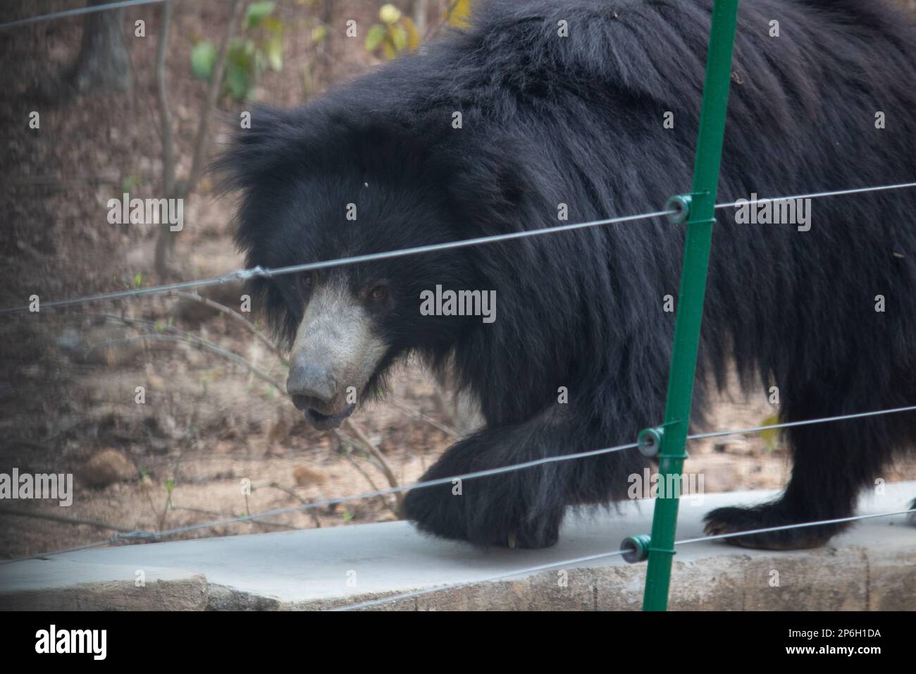 Indian bear at Bannerghatta national park Bangalore standing in the zoo