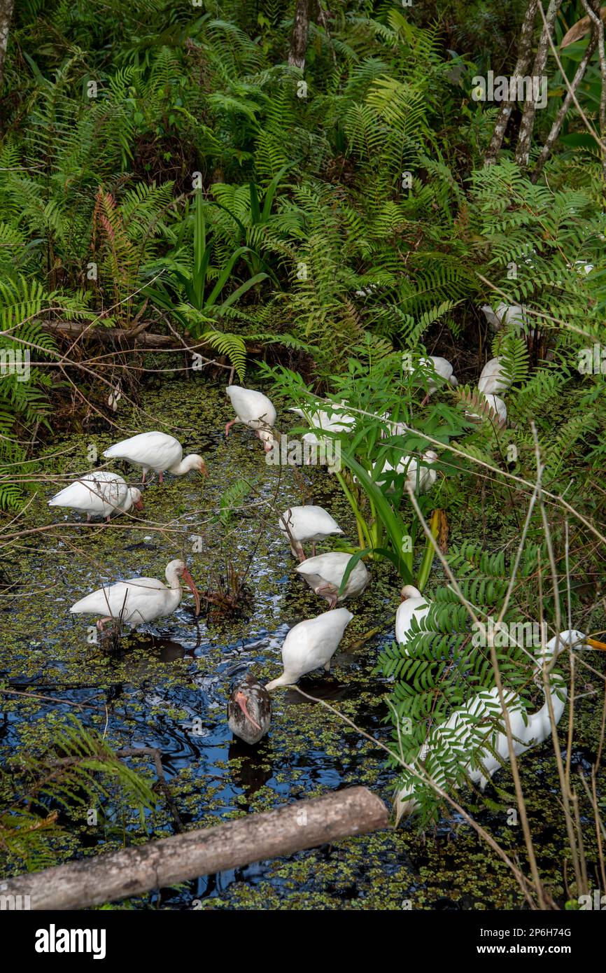 Naples, Florida; Corkscrew Swamp Sanctuary.  A flock of White Ibis, (Eudocimus albus) probing for crayfish and frogs in the swamp. Stock Photo
