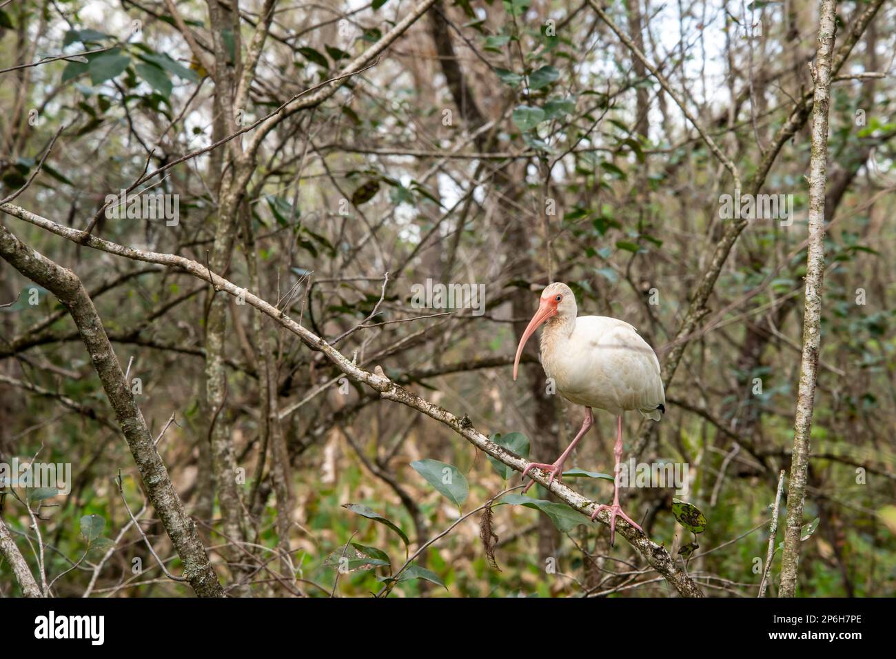 Naples, Florida; Corkscrew Swamp Sanctuary.  Adult White Ibis, (Eudocimus albus) perched on a tree branch in the Everglades. Stock Photo