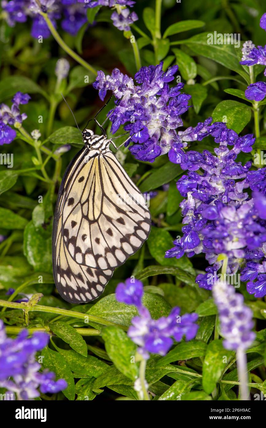 Mackinac Island, Michigan.  Butterfly house. Closeup side view of a Rice Paper butterfly, ldea leuconoe  hanging on purple flower. Stock Photo