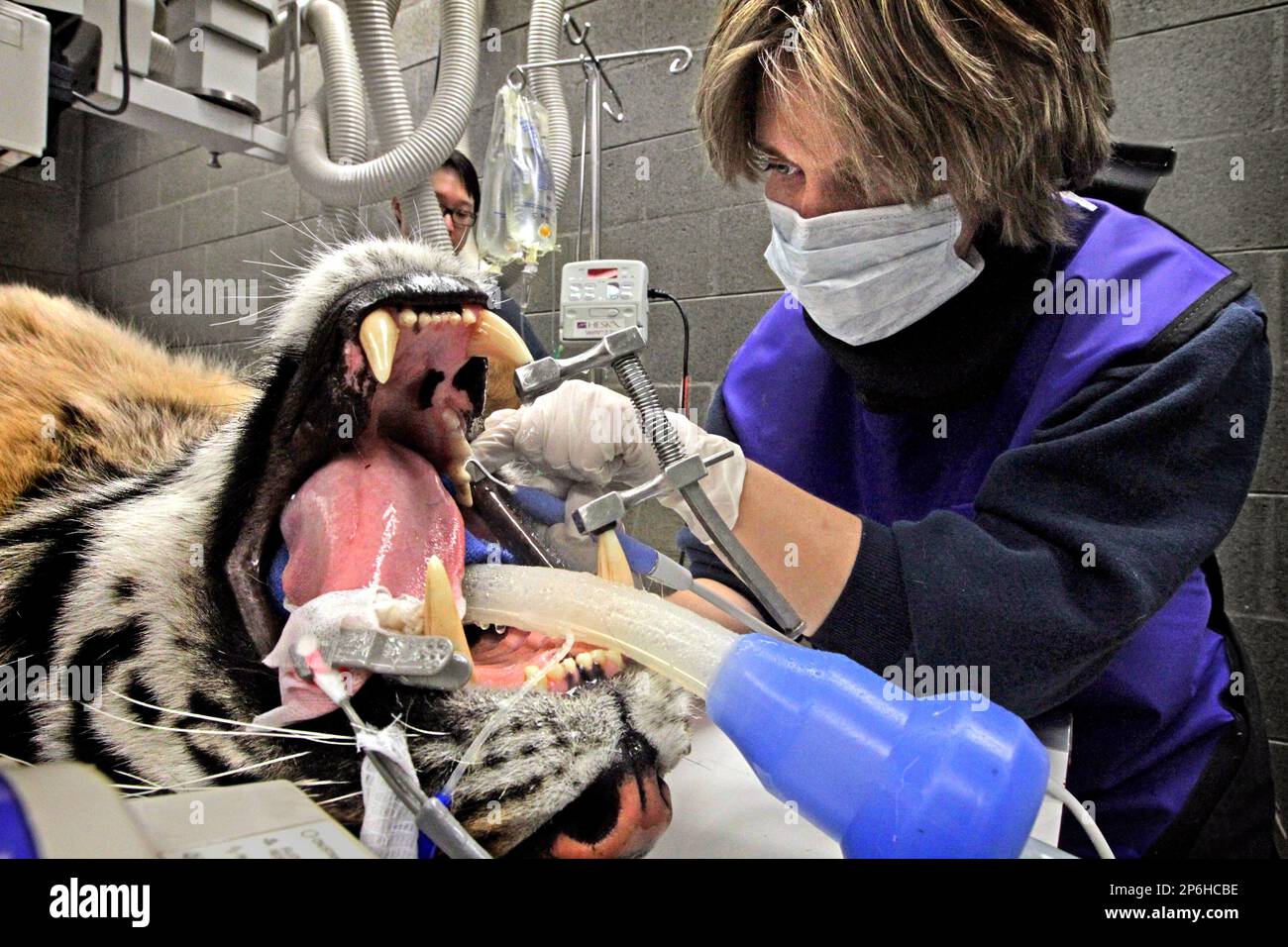 Kadie Anderson, a veterinary intern at Pt. Defiance Zoo and Aquarium in