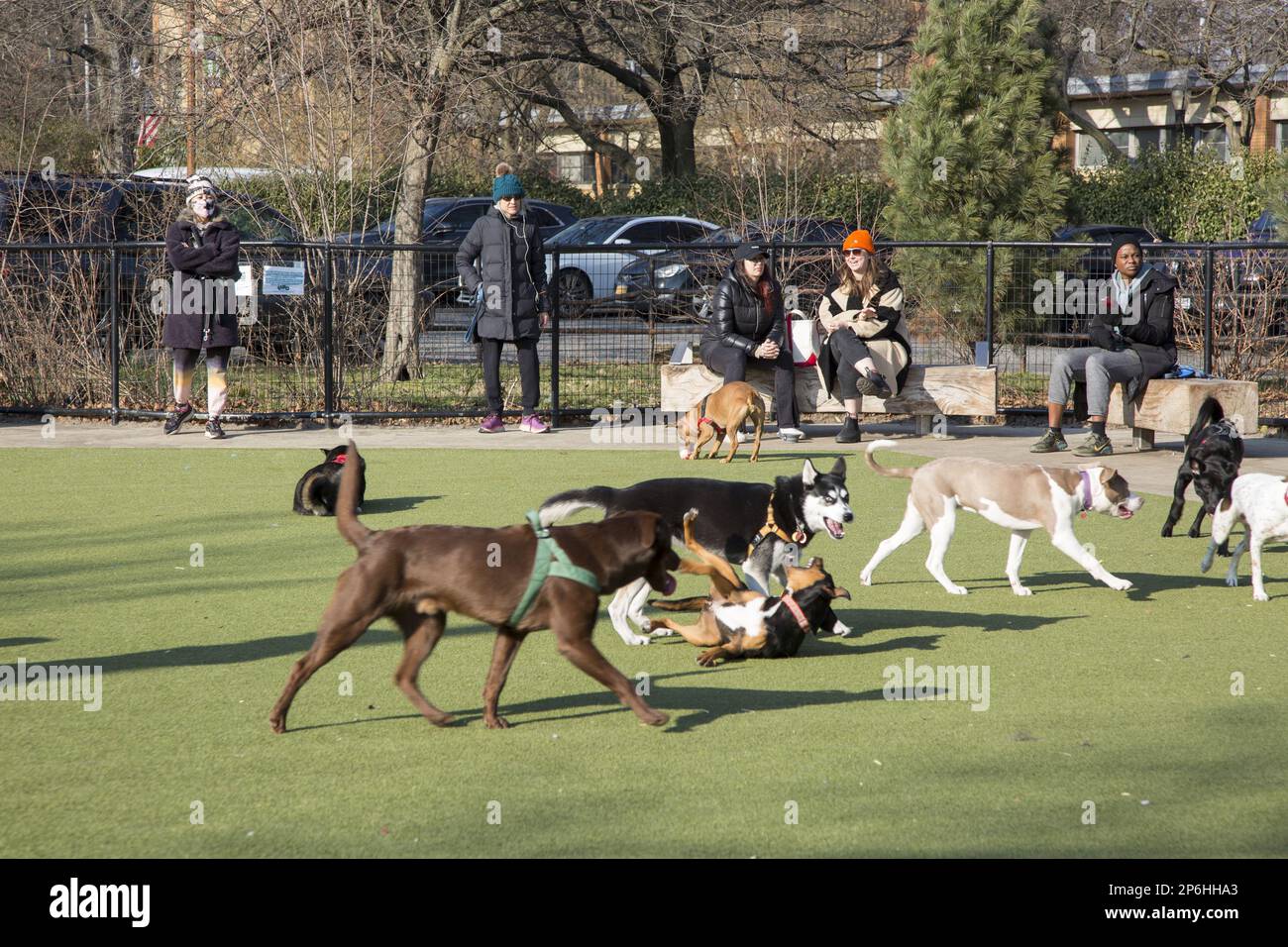 Dogs and their masters alike find dog parks a great place to socialize