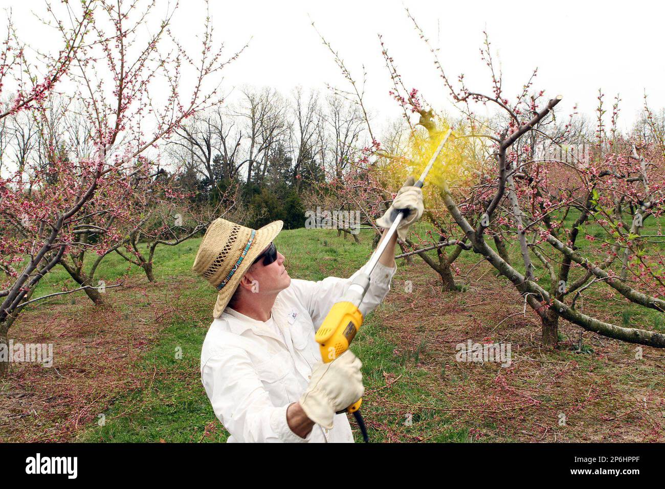 In this March 21, 2012 photo, Barry Shortt removes blooms from an