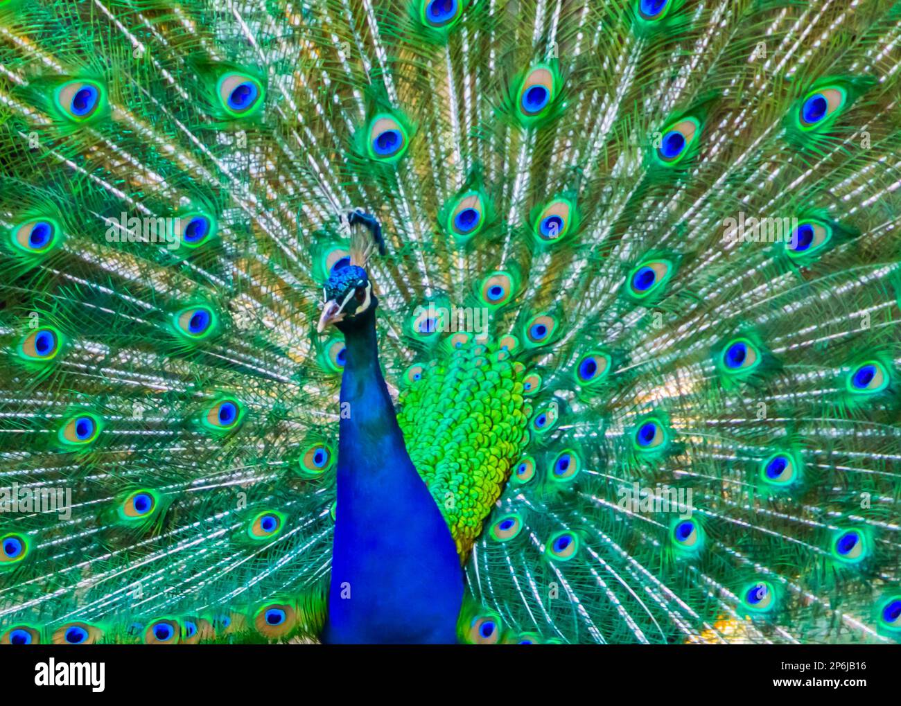 closeup portrait of a indian peafowl displaying its feathers with pride Stock Photo