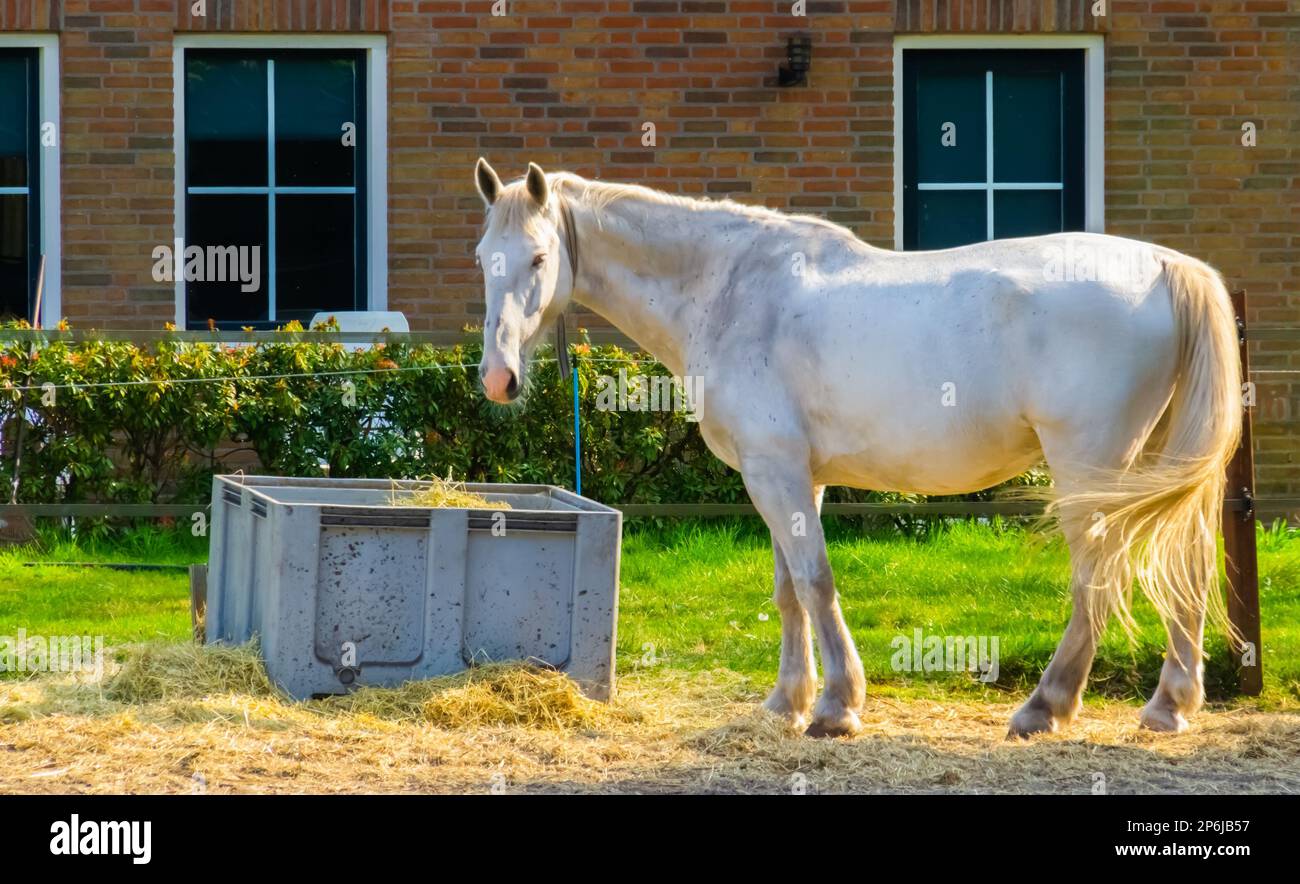 Portrait of a white horse at the stable, popular specie for horse ...