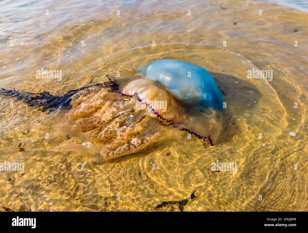 Washed ashore barrel jelly fish in close up, large specie, Beach of sint-annaland, The Netherlands Stock Photo