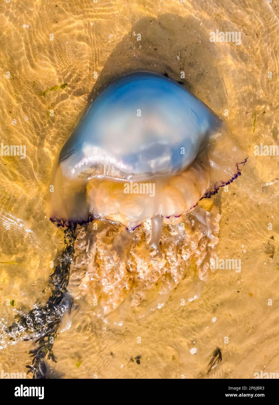 close up of a washed ashore barrel jellyfish, large specie, Beach of sint-annaland, The Netherlands Stock Photo
