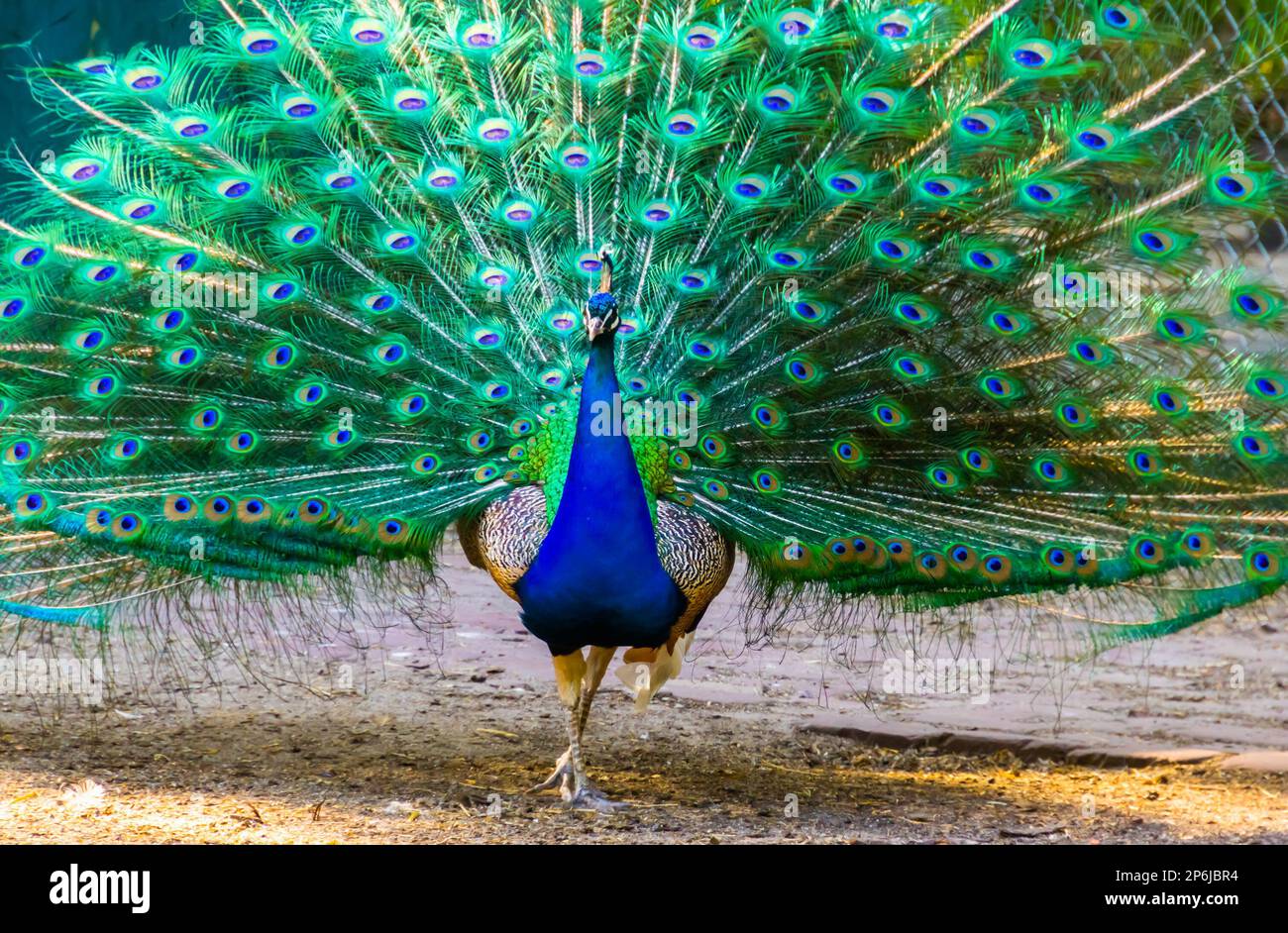 blue indian peafowl walking towards camera showing off its feathers, tropical bird specie from India Stock Photo