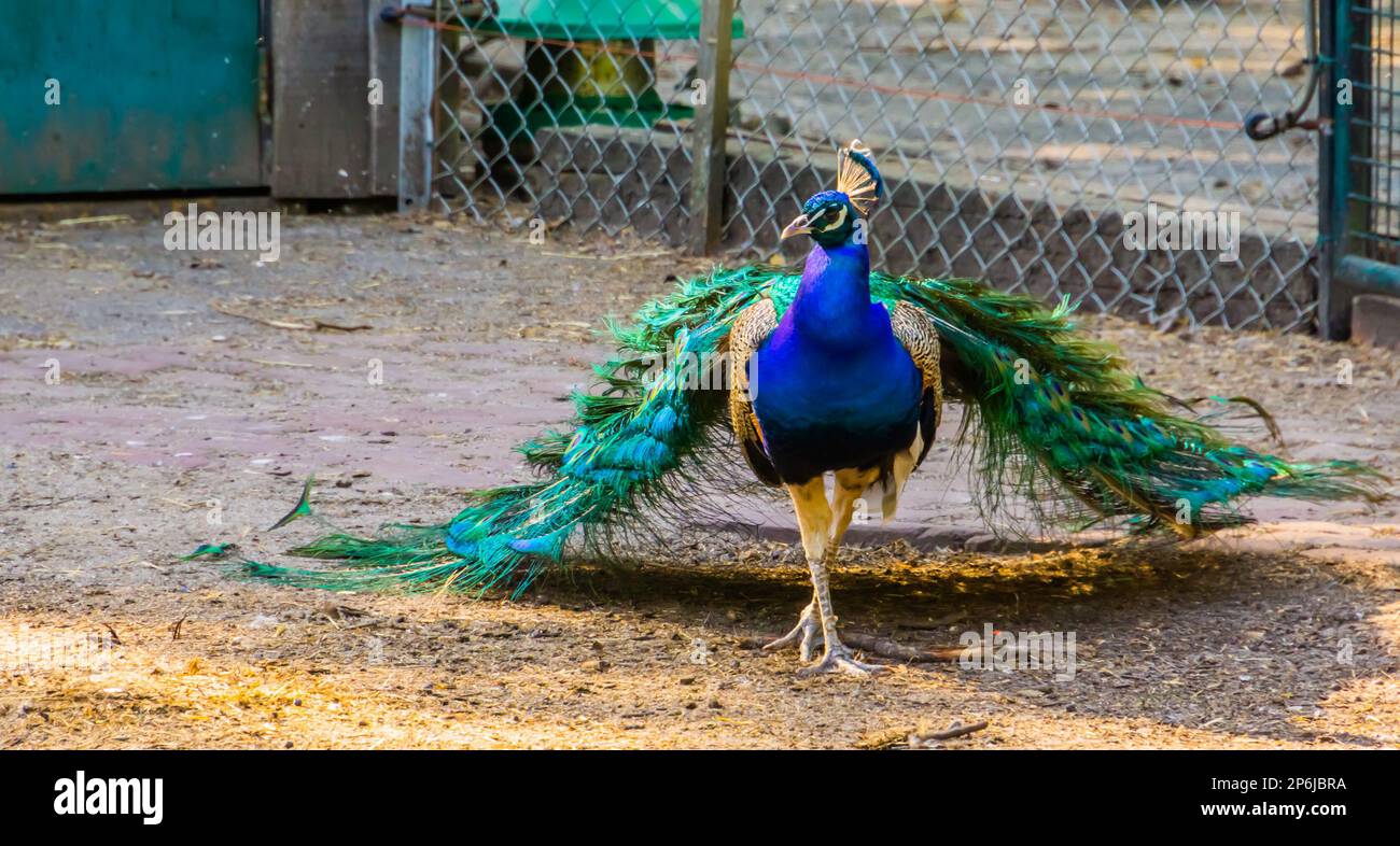 Beautiful closeup portrait of a indian peafowl walking forward, tropical bird specie from India Stock Photo