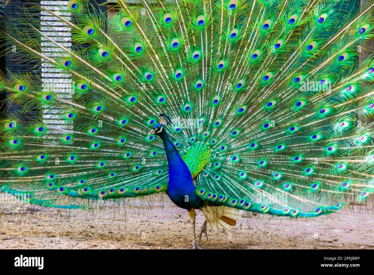 blue peacock showing off its beautiful feathers, tropical ornamental bird specie from India Stock Photo