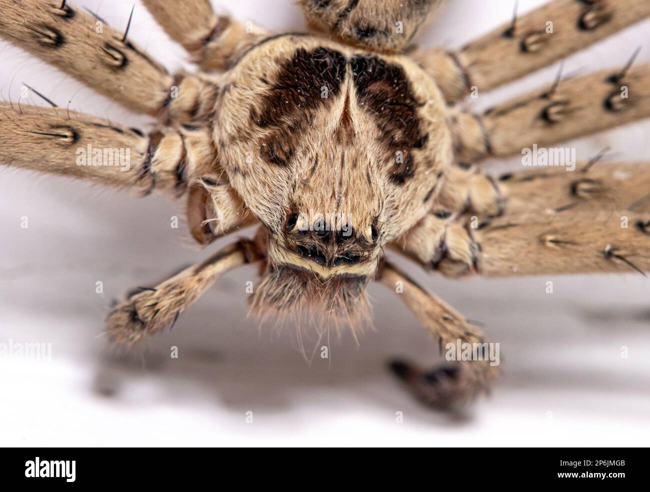 The Huntsman spider - Heteropoda venatoria on a white wall at a village house, Thailand Stock Photo