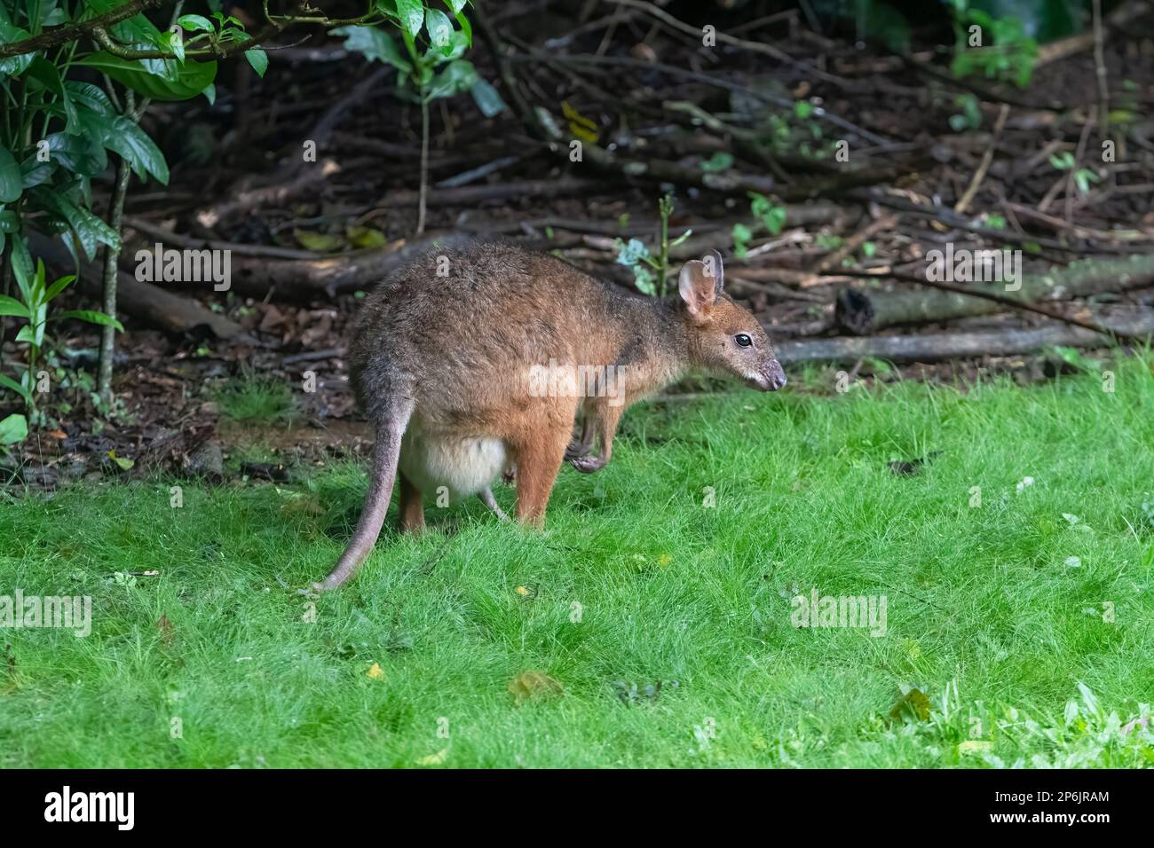 Red-legged Pademelon (Thylogale stigmatica) with a joey, Atherton Tablelands, Far North Queensland, FNQ, QLD, Australia Stock Photo