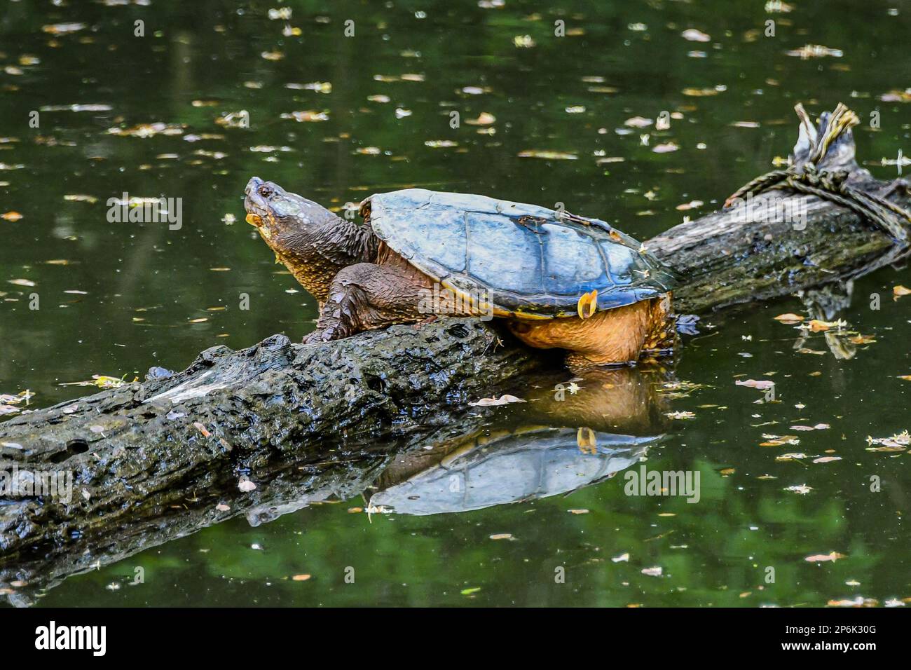 Snapping Turtle Basking in the Spring Sun, York County Pennsylvania USA, Pennsylvania Stock Photo