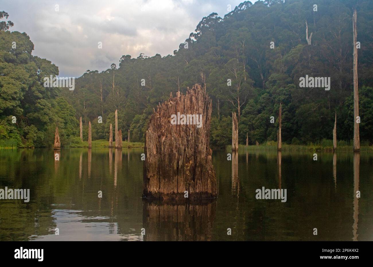 Flooded trees in Lake Elizabeth, Great Otway National Park Stock Photo
