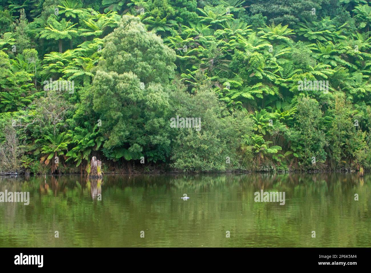 Lake Elizabeth, Great Otway National Park Stock Photo Alamy