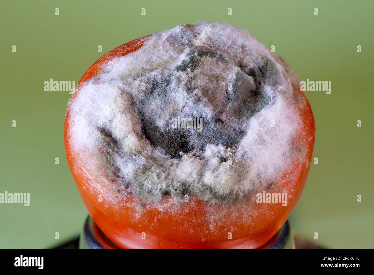 Verschimmelte Tomate Stock Photo