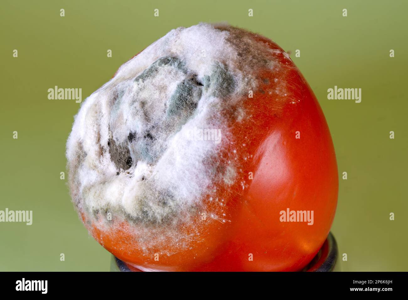 Verschimmelte Tomate Stock Photo