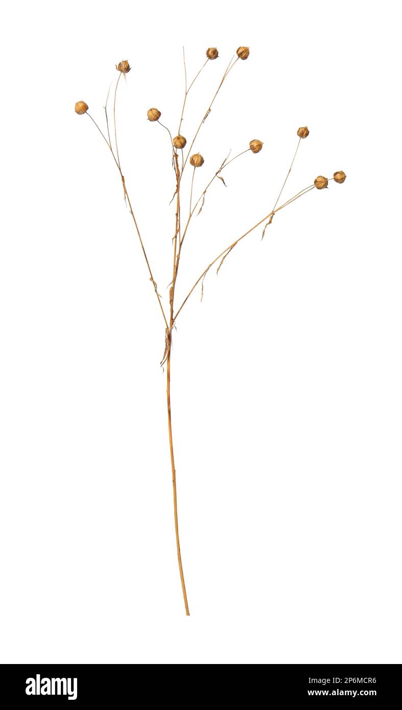 Flax plants Cut Out Stock Images & Pictures Alamy