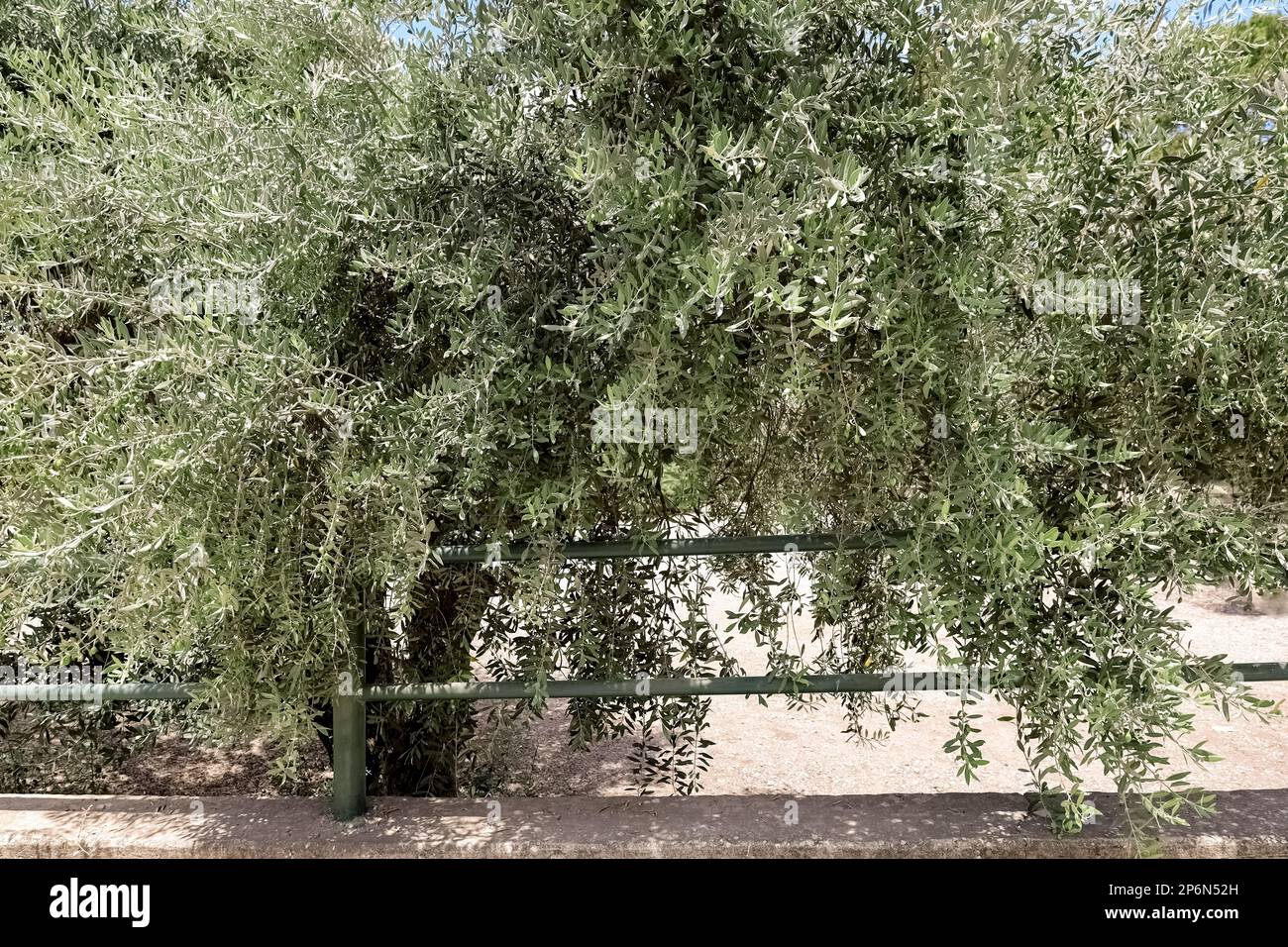 View of beautiful olive tree in park Stock Photo - Alamy