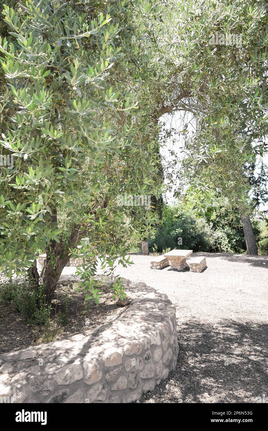 Beautiful olive tree in hi-res stock photography and images - Alamy