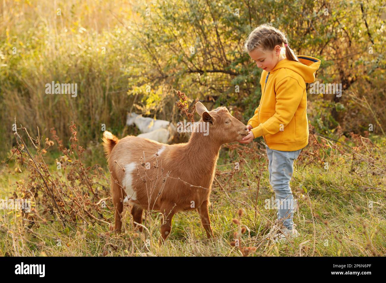 Farm animal. Cute little girl feeding goat on pasture Stock Photo - Alamy