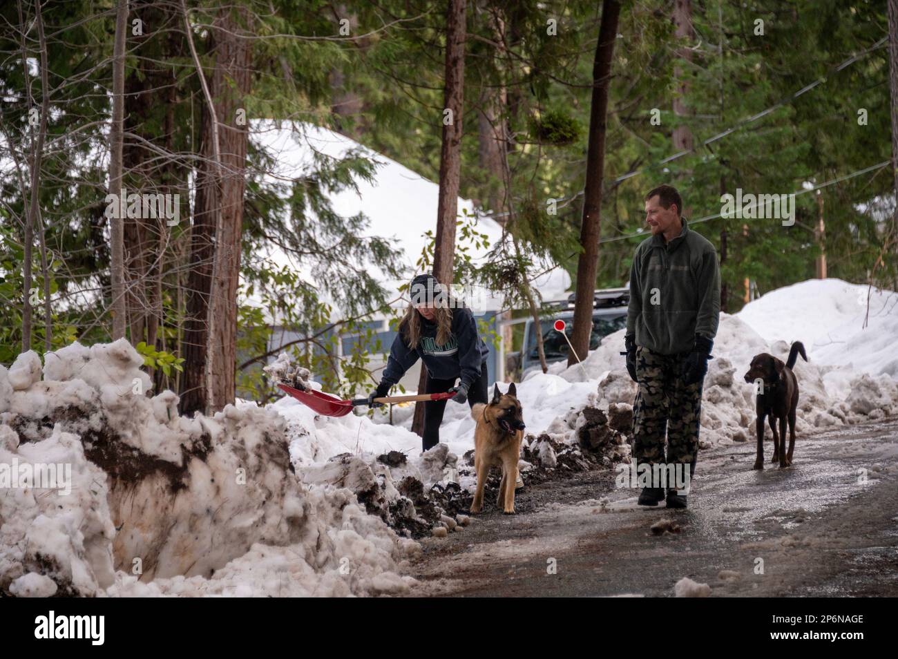 Magra, CA, USA. 7th Mar, 2023. Rhonda Ray with her dog, Hank, and her neighbor Sam Phillips with his dog Rocco dig out of the snow on Sunnyside Drive in Magra, Tuesday, March 7, 2023. (Credit Image: © Paul Kitagaki Jr./ZUMA Press Wire) EDITORIAL USAGE ONLY! Not for Commercial USAGE! Stock Photo