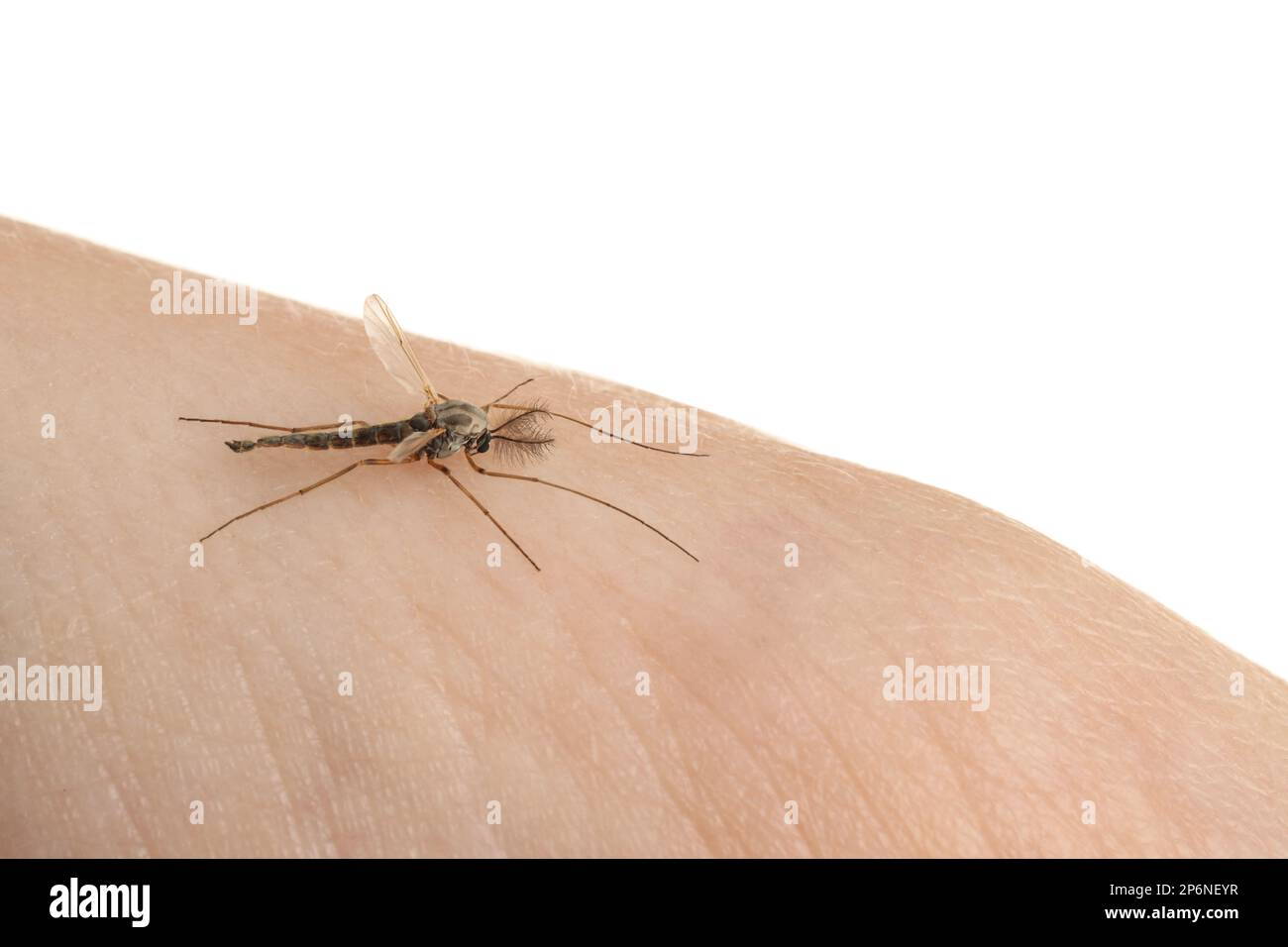 Mosquito on human's skin against white background, closeup Stock Photo ...